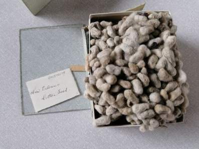 A cardboard box containing grey coloured cotton bolls which appear to be bursting out of the box. Alongside it is a small pane of glass, with a paper envelope that reads ‘New Orleans Cotton Seed’.