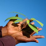 Two hands holding a leafy stem