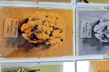 Australian Cotton Anthotypes being prepared from a photo of Australian cotton from Manchester Museum taken by Dr Erin Beeston and Rachel Webster.