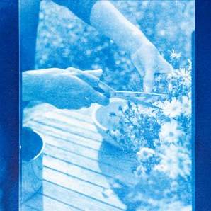 A bright blue cyanotype image with a dark blue frame showing a pair of hands cutting Aster flowers with scissors.
