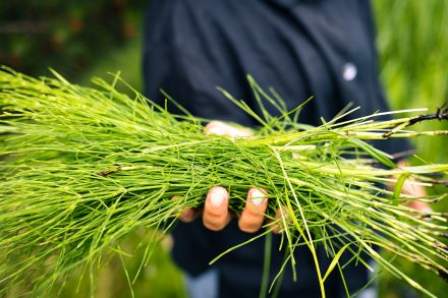 A hand with pastel painted nails holds a bunch of thin, bright green equisetum or ‘horsetail’ stems close to the camera.