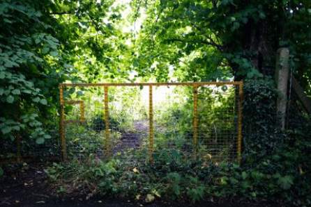 A yellow metal gate in a forest setting with trees on either side and sunlight in the distance.