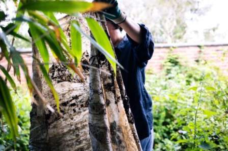 A woman wearing gloves holds up a large piece of cotton fabric which is marked with soil, sunlight shines through the fabric which is partially obscured by green bamboo leaves close to the camera.