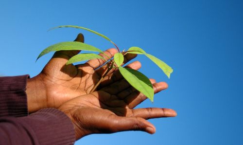 Hands holding leaves