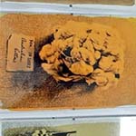 Australian Cotton Anthotypes being prepared from a photo of Australian cotton from Manchester Museum taken by Dr Erin Beeston and Rachel Webster.