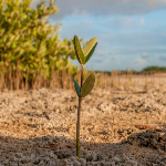 A plant growing our of dry earth.
