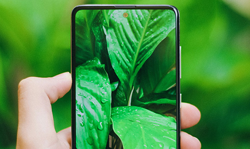 a image of someone holding a phone with a leaf background