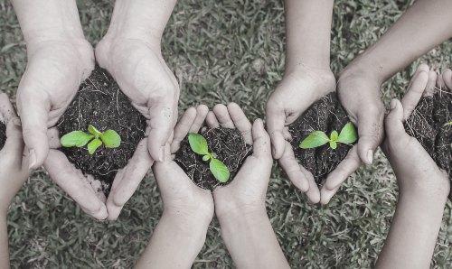 Multicultural hands of adult and children holding young plant over green grass background