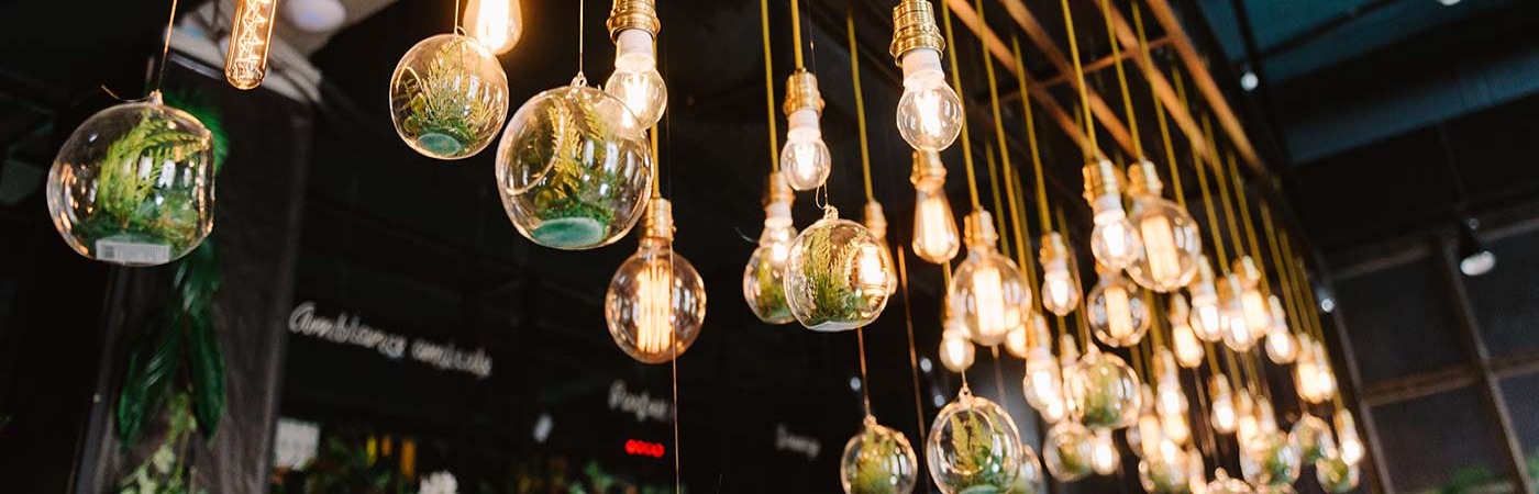 Plants in hanging lightbulbs
